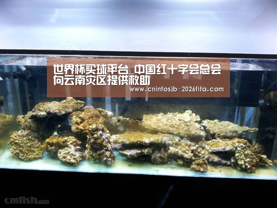 世界杯买球网站