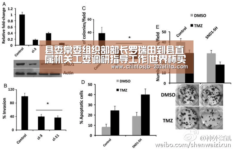 世界杯买球